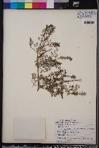 Fumaria officinalis image