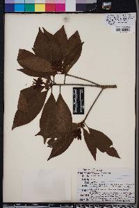 Illicium floridanum image