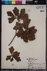 Quercus margarettae image