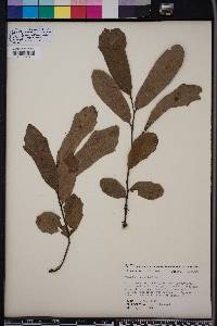 Quercus incana image