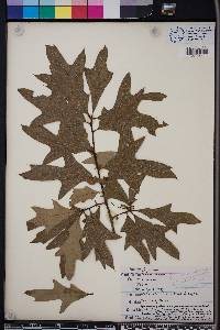 Quercus laevis image