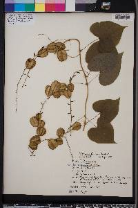 Dioscorea floridana image