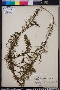 Myriophyllum heterophyllum image