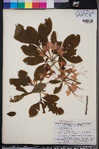 Rhododendron prunifolium image