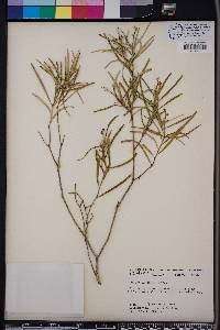 Croton linearis image