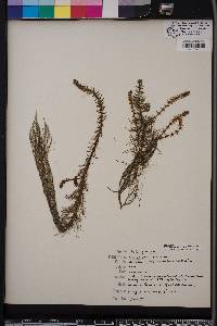 Myriophyllum pinnatum image