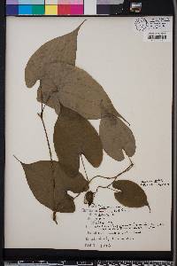 Dioscorea alata image