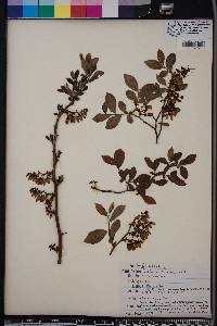 Vaccinium fuscatum image