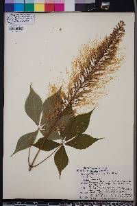 Aesculus parviflora image