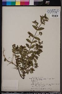 Chamaesyce hyssopifolia image