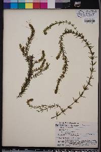 Hydrilla verticillata image