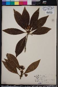 Illicium floridanum image