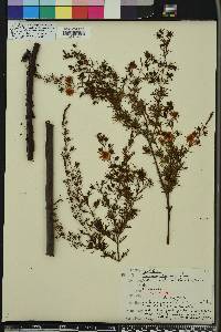 Hypericum lissophloeus image