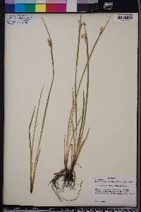 Sisyrinchium albidum image