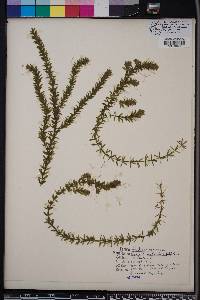 Hydrilla verticillata image