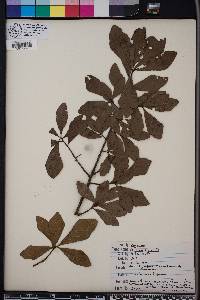 Quercus laurifolia image