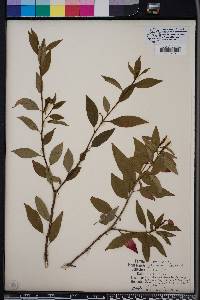 Ditrysinia fruticosa image