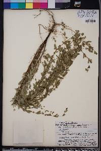 Chamaesyce hyssopifolia image