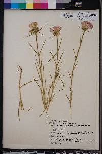 Sabatia gentianoides image