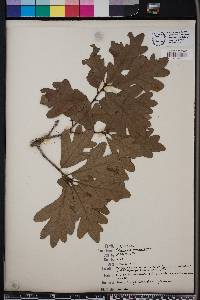 Quercus margarettae image