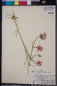 Sabatia gentianoides image