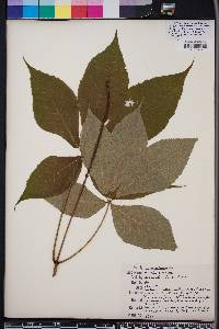 Aesculus parviflora image