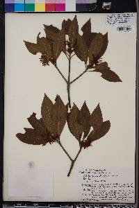 Illicium floridanum image