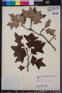 Quercus ilicifolia image