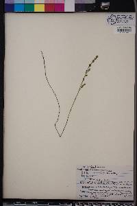 Bartonia paniculata image