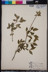 Ditrysinia fruticosa image