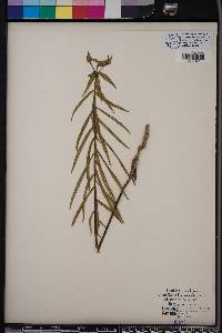 Euphorbia floridana image