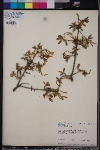 Quercus incana image