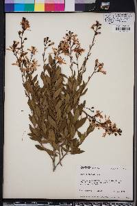 Bejaria racemosa image