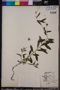 Tragia urens image