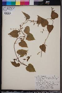 Dioscorea floridana image