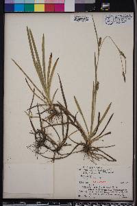 Carex microdonta image