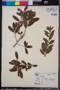 Quercus virginiana image