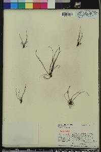 Drosera filiformis image