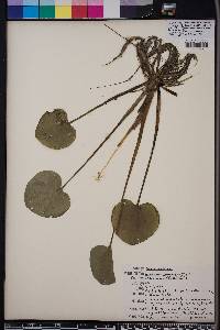 Limnobium spongia image