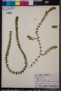 Hydrilla verticillata image