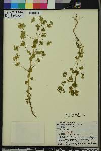 Euphorbia commutata image