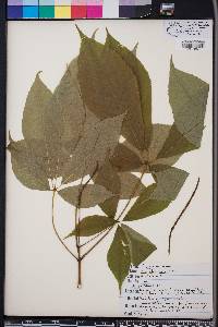 Aesculus parviflora image