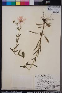 Sabatia dodecandra image