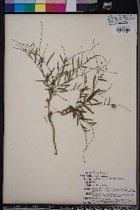 Tragia urens image