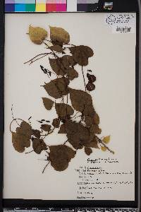 Dioscorea floridana image