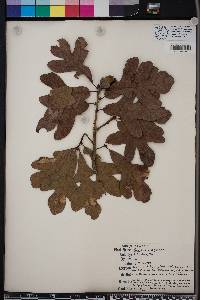 Quercus margarettae image