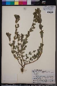 Chamaesyce hyssopifolia image