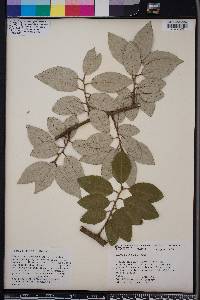 Elaeagnus pungens image