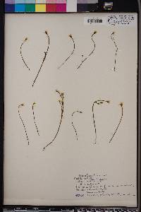 Bartonia verna image
