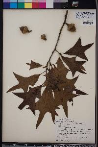 Quercus laevis image